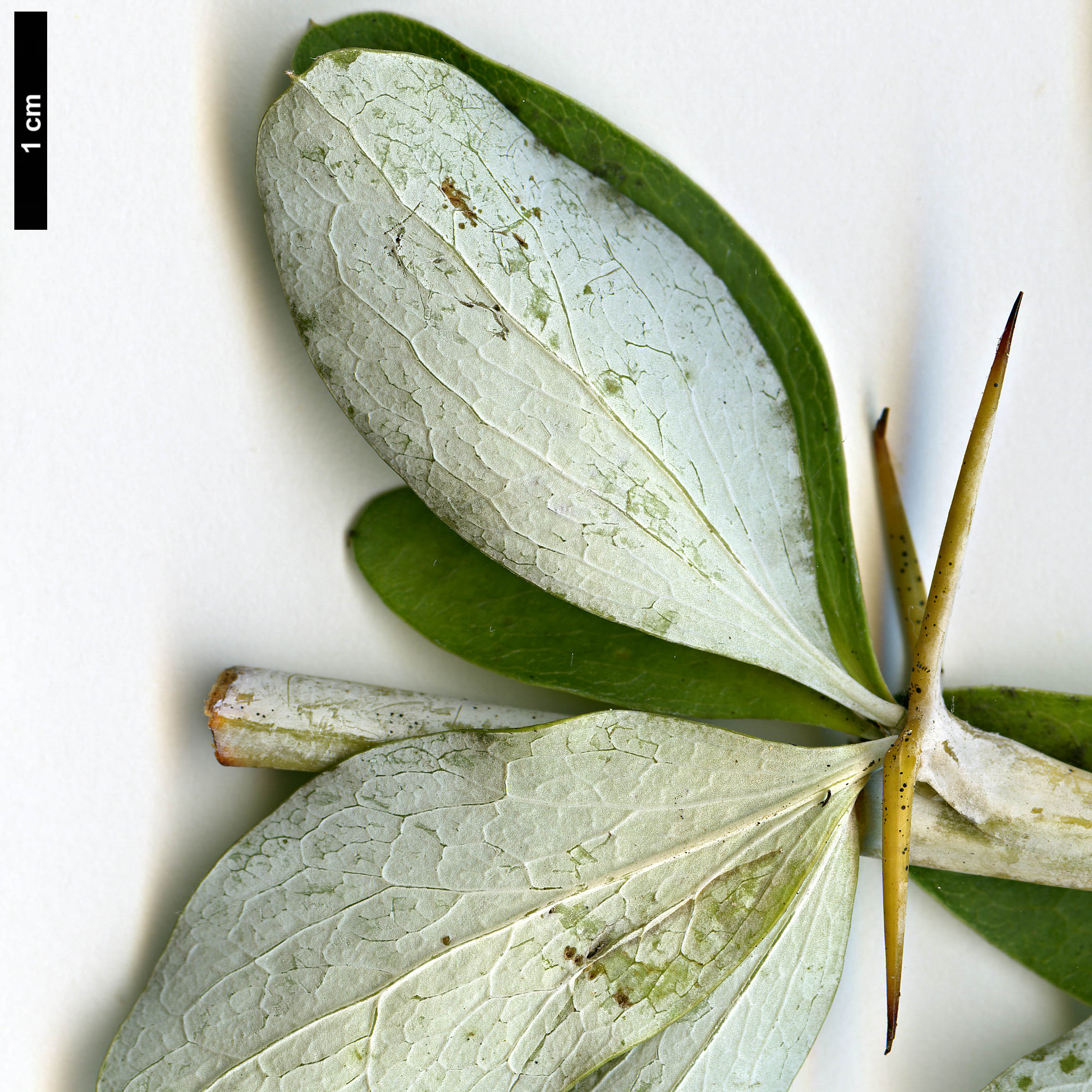 High resolution image: Family: Berberidaceae - Genus: Berberis - Taxon: dictyophylla High resolution image: Family: Berberidaceae - Genus: Berberis - Taxon: dictyophylla